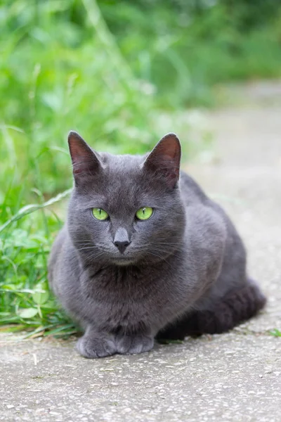 Bonito bonito gato cinza com olhos verdes — Fotografia de Stock