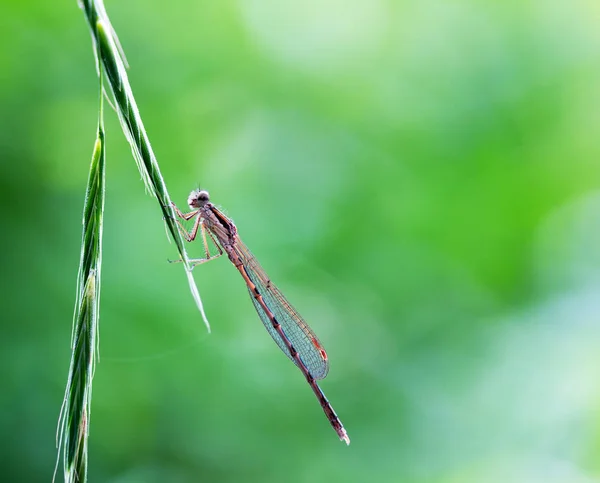 Makro fotoğraf çimen doğal yeşil arka plan üzerinde bir bıçak üzerinde oturan yusufçuk — Stok fotoğraf