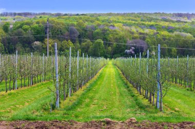 Elma bahçesi bahar genç fidan ile