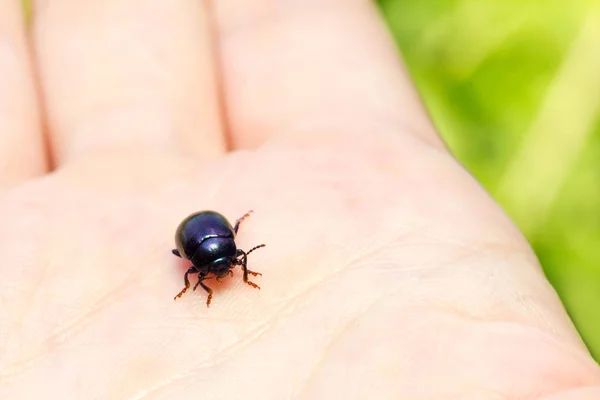 Macro image d'un scarabée bleu sur la paume d'une personne — Photo