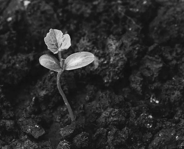 Sazenice vyrůstají z půdy, střecha, černé a bílé tónování — Stock fotografie