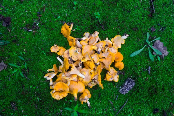 Купа диких грибів лисички на зеленому тлі моху, вид зверху — стокове фото