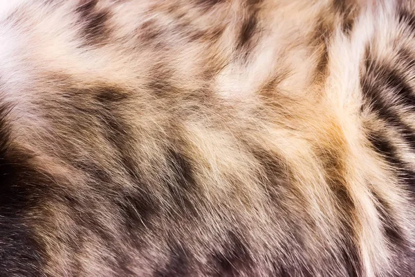 Textura de fundo listrado pele de gato, lã de perto — Fotografia de Stock
