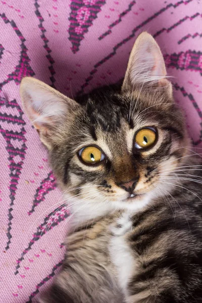 Retrato de un lindo gato gris joven —  Fotos de Stock
