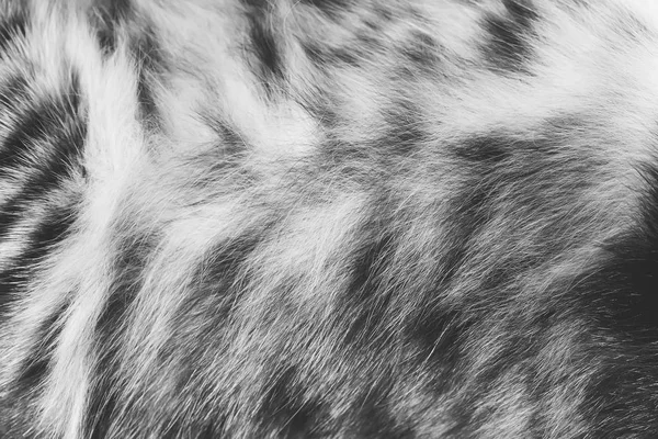 Textura de fundo listrado pele de gato, lã de perto, foto preto e branco — Fotografia de Stock