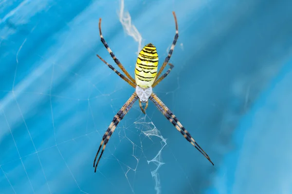 Makro fotografie Pavouk křižák pruhovaný na webu na modrém pozadí closeup — Stock fotografie