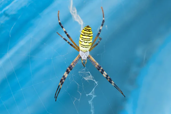 Makró fotó pók Argiope Bruennichi a neten a kék háttér Vértes — Stock Fotó