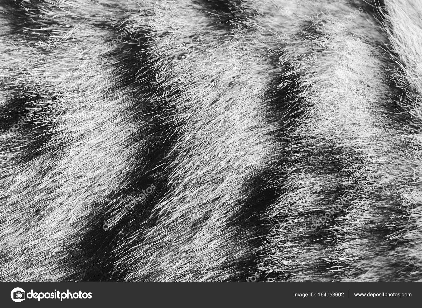 Background texture striped cat fur, wool close up, black and white