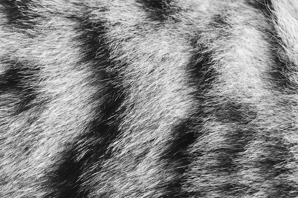 Textura de fundo listrado pele de gato, lã de perto, preto e branco foto monocromática — Fotografia de Stock