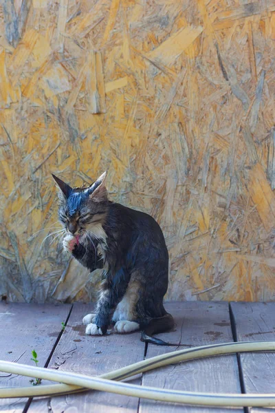 Um jovem rústico, molhado gato cinza depois de tomar banho lambe a pata — Fotografia de Stock