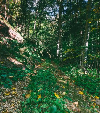 sonbahar orman yatay, eski yol