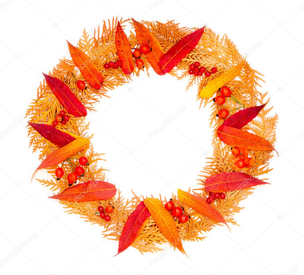 Autumn composition. Autumn wreath made of red leaves, twigs of thuja, berries viburnum, rosehips, physalis on a white background top view. mock up for text, congratulations, phrases, lettering