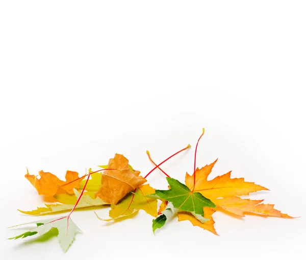 Höstens koncept. heap höst lönnlöv på vit bakgrund med kopia utrymme. håna upp för text, Grattis, fraser, bokstäver — Stockfoto