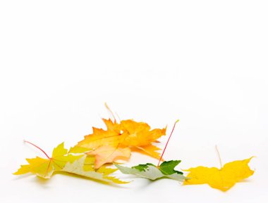 sonbahar kavramı. sonbahar akçaağaç yaprağı beyaz arka plan üzerinde kopya alanı ile yığın. Dalga metin, Tebrikler, ifadeler, yazı için