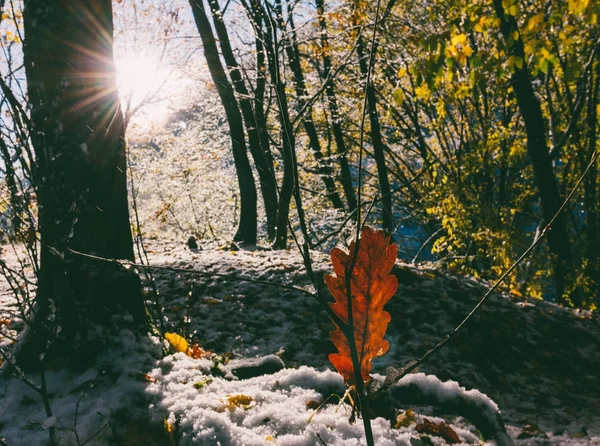 Paisaje con la primera nieve en el bosque de otoño en una mañana soleada —  Fotos de Stock