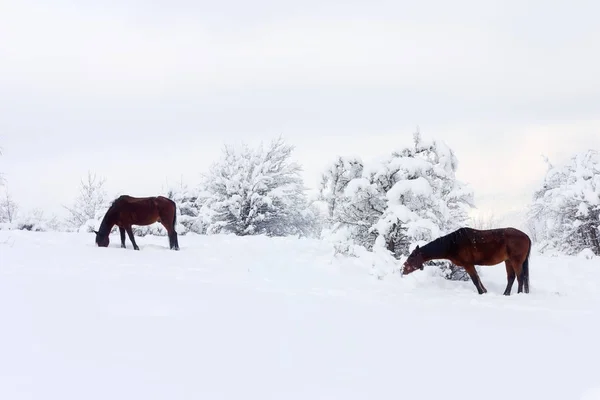Χειμερινό τοπίο με τα καφέ άλογα χειμώνα βοσκοτόπων — Φωτογραφία Αρχείου