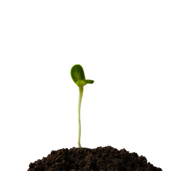 Grünsprieß wächst aus dem Boden isoliert auf weißem Hintergrund — Stockfoto