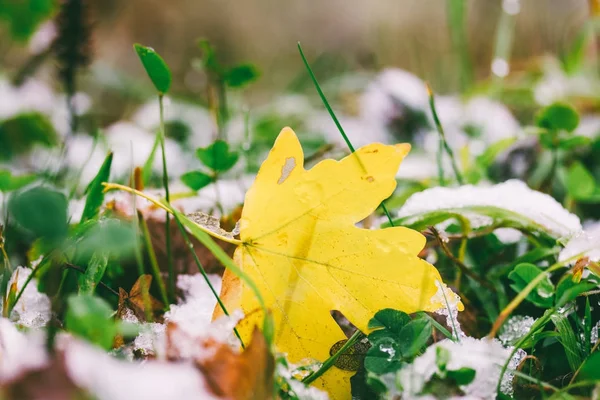 Folha de bordo amarelo caído na grama verde e na primeira neve — Fotografia de Stock