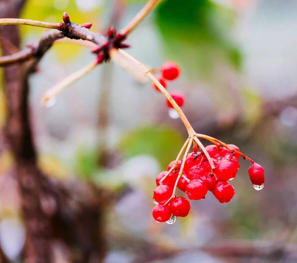 Ветвь спелых красных ягод вибурнума осенью капли дождя крупным планом — стоковое фото