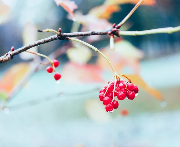 Ветвь спелых красных ягод вибурна в каплях осеннего дождя рядом — стоковое фото