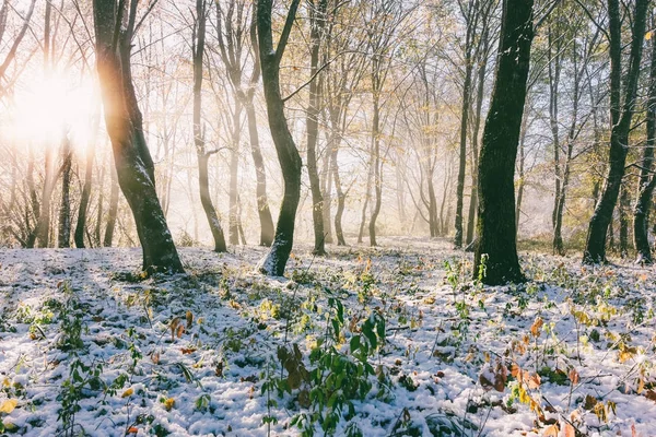 Paisaje con los rayos del sol naciente y la primera nieve en el bosque de otoño —  Fotos de Stock