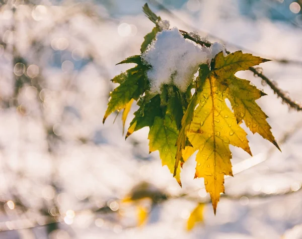 La primera nieve en las últimas hojas de arce en la mañana de otoño, poca profundidad de campo —  Fotos de Stock