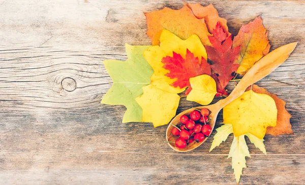 Natürmort parlak sonbahar yaprakları ve kalça bir tahta kaşık bir eski ahşap budaklı kırık tahtası üzerinde en iyi görünüm metin için yer ile yabani gül