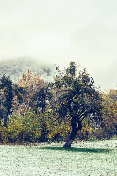 Paisaje con la primera nieve en un parque de otoño y un viejo árbol en el fondo de una colina cubierta de nieve —  Fotos de Stock