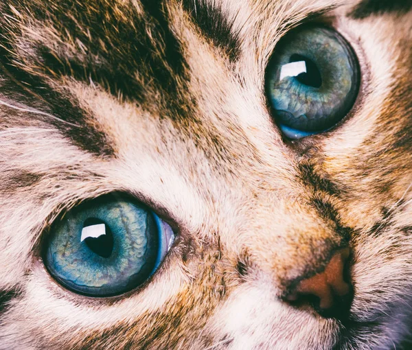 Macro photography cute cat face with blue eyes closeup — Stock Photo, Image