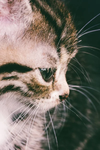 Macro fotografia retrato de um bonito rosto de gato close-up — Fotografia de Stock