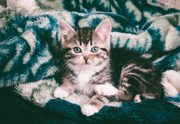 緑のチェック柄のかわいい子猫の肖像 — ストック写真