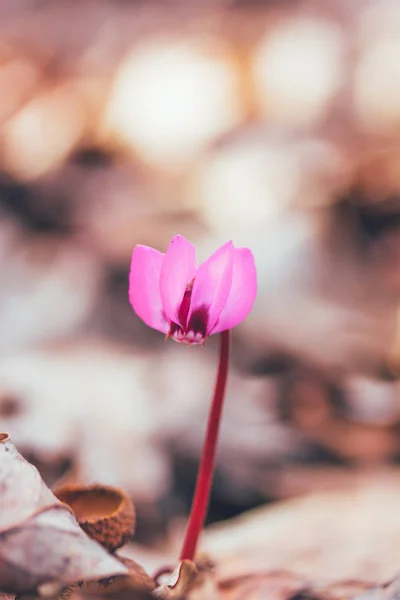 Cyklamen kwiat w lesie wczesną wiosną, płytkiej głębi ostrości — Zdjęcie stockowe
