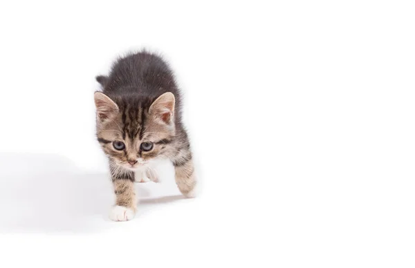 Cute little kitten on white background, mock up for text, congratulations, phrases, lettering — Stock Photo, Image