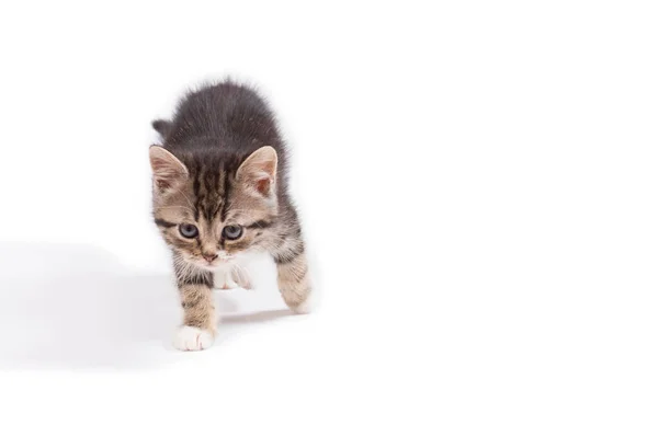 Leuk klein katje op witte achtergrond, mock up voor tekst, gefeliciteerd, zinnen, belettering — Stockfoto