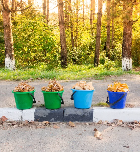 Zsemle Friss Ehető Gomba Méz Agarics Rókagombával Elvik Sárga Jogorvoslat — Stock Fotó