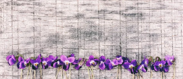 Flowers Scented Violets Grey Wooden Board Space Text Mock Text — Stock Photo, Image