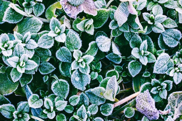 Folhas Verdes Fábricas Cobertas Geada Visão Superior — Fotografia de Stock