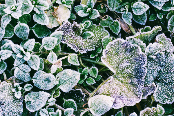 green leaves of plants covered with frost top view