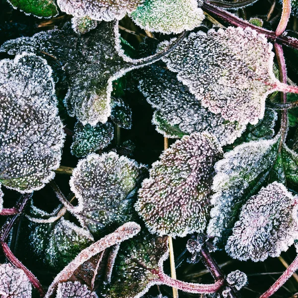 the frost on the leaves of green grass top view, macro photo
