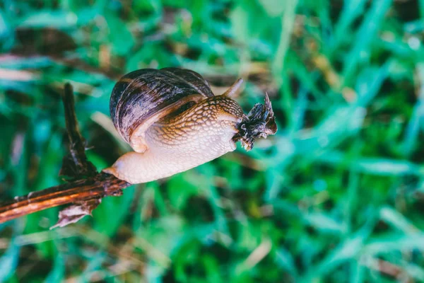 Escargot Raisin Mange Une Branche Sur Fond Herbe Verte — Photo