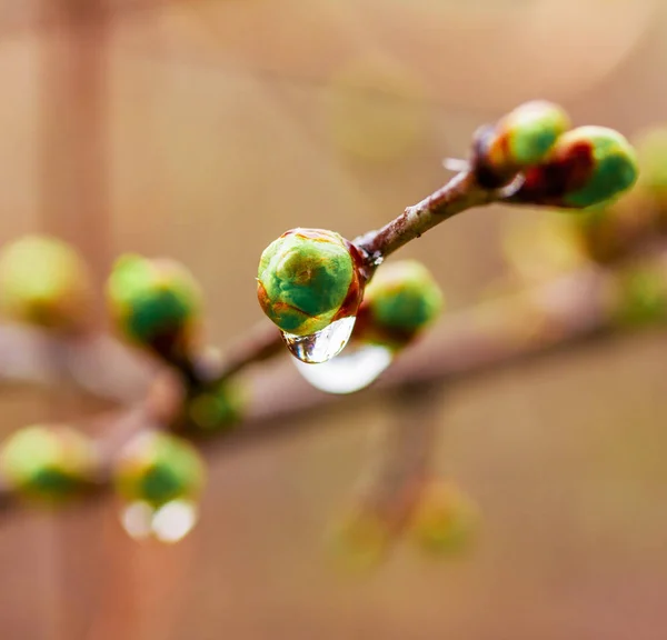 Droplet Water Spring Rain Buds Budding Tree Selective Focus Shallow — Stock Photo, Image