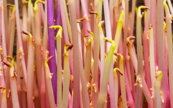 Foto Macro Brotos Rosa Batatas Brotadas — Fotografia de Stock