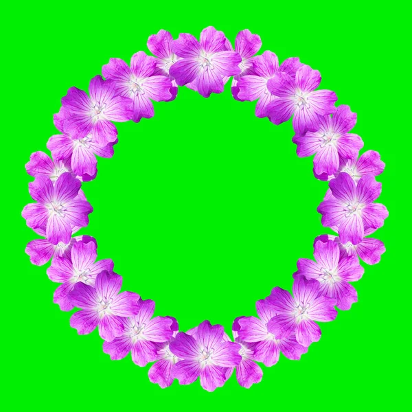 Makiety Kwiatowy Rama Okrągła Kwiatów Dziki Geranium Białym Tle Zielone — Zdjęcie stockowe