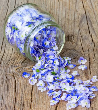 küçük hassas mavi yaprakları cam kavanozdan eski bir ahşap tahtada döktü.