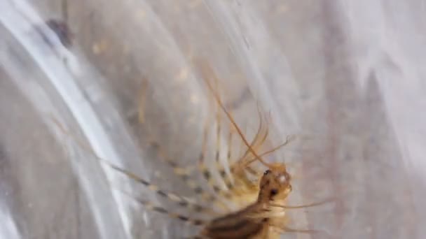 L'arthropode est un moucherolle ordinaire (Scutigera coleoptrata latine), un mille-pattes de l'ordre des Scutigeromorphes. Détruit dans la maison de tous les insectes nuisibles 