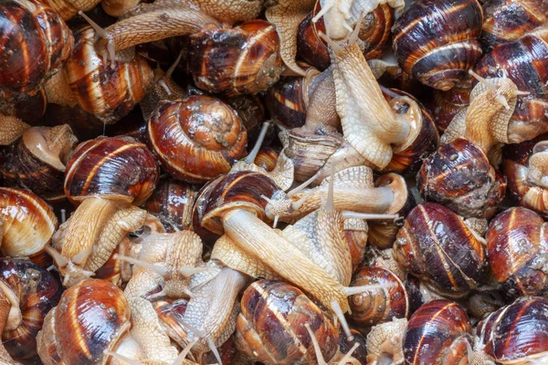 Une Grande Pile Escargots Raisin Vue Rapprochée Sur Dessus — Photo