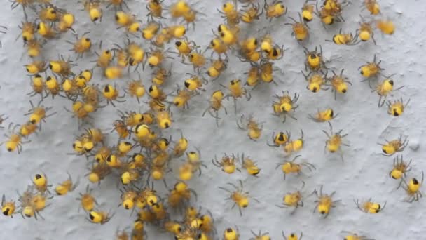 Beaucoup Petits Enfants Araignée Jaune Jardin Araignée Déplaçant Sur Toile — Video