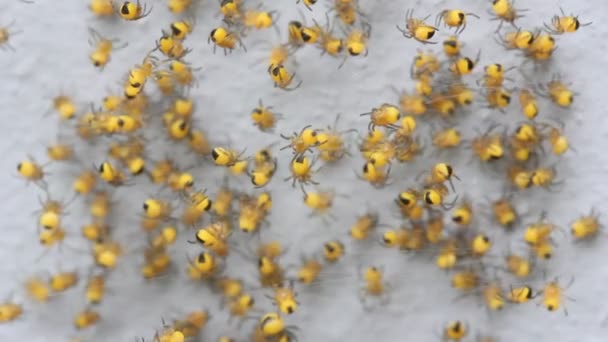 许多小孩子蜘蛛黄色花园蜘蛛在网上移动 — 图库视频影像
