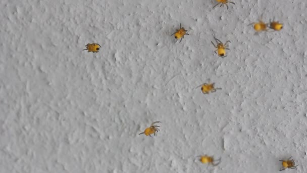 Muchos Niños Pequeños Araña Amarillo Jardín Araña Moviéndose Web — Vídeos de Stock