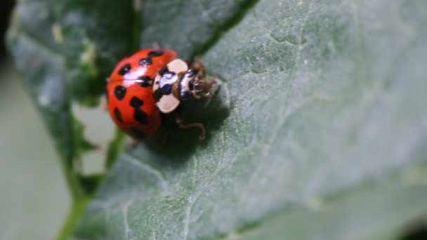 Escarabajo Mariquita Moviéndose Hoja Verde — Vídeo de stock